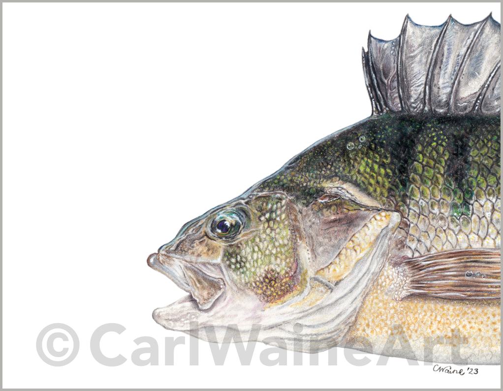 European Perch