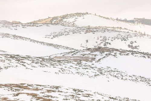 Alpenlandschaft mit Gämsen in der Ferne