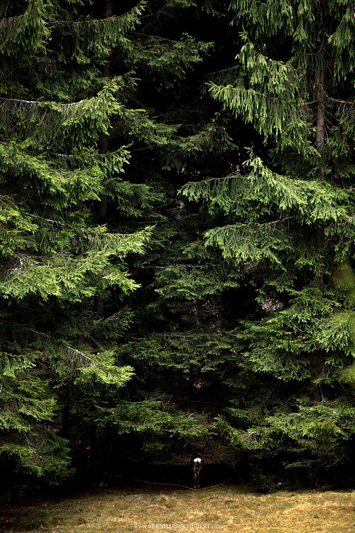 Capreolus capreolus - Roe deer