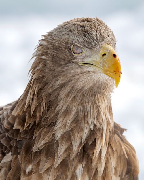 White-tailed Eagle and nicitating membrane