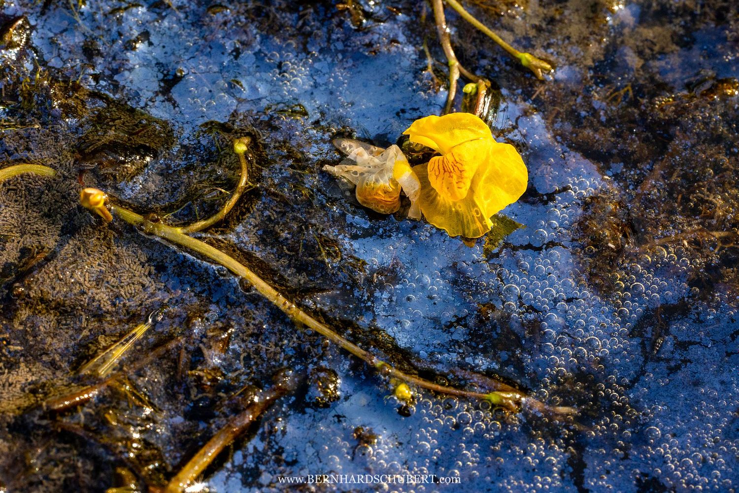 Utricularia australis – Verkannter Wasserschlauch