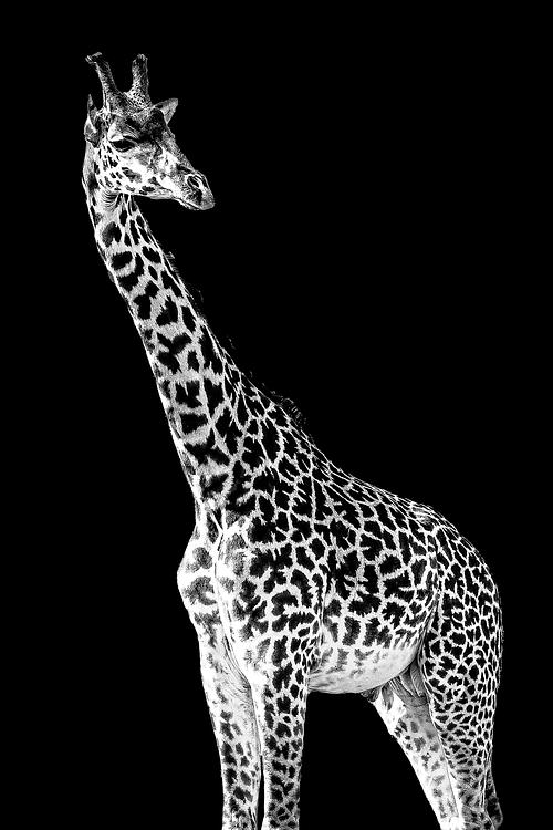 Girafe de Tanzanie en majesté