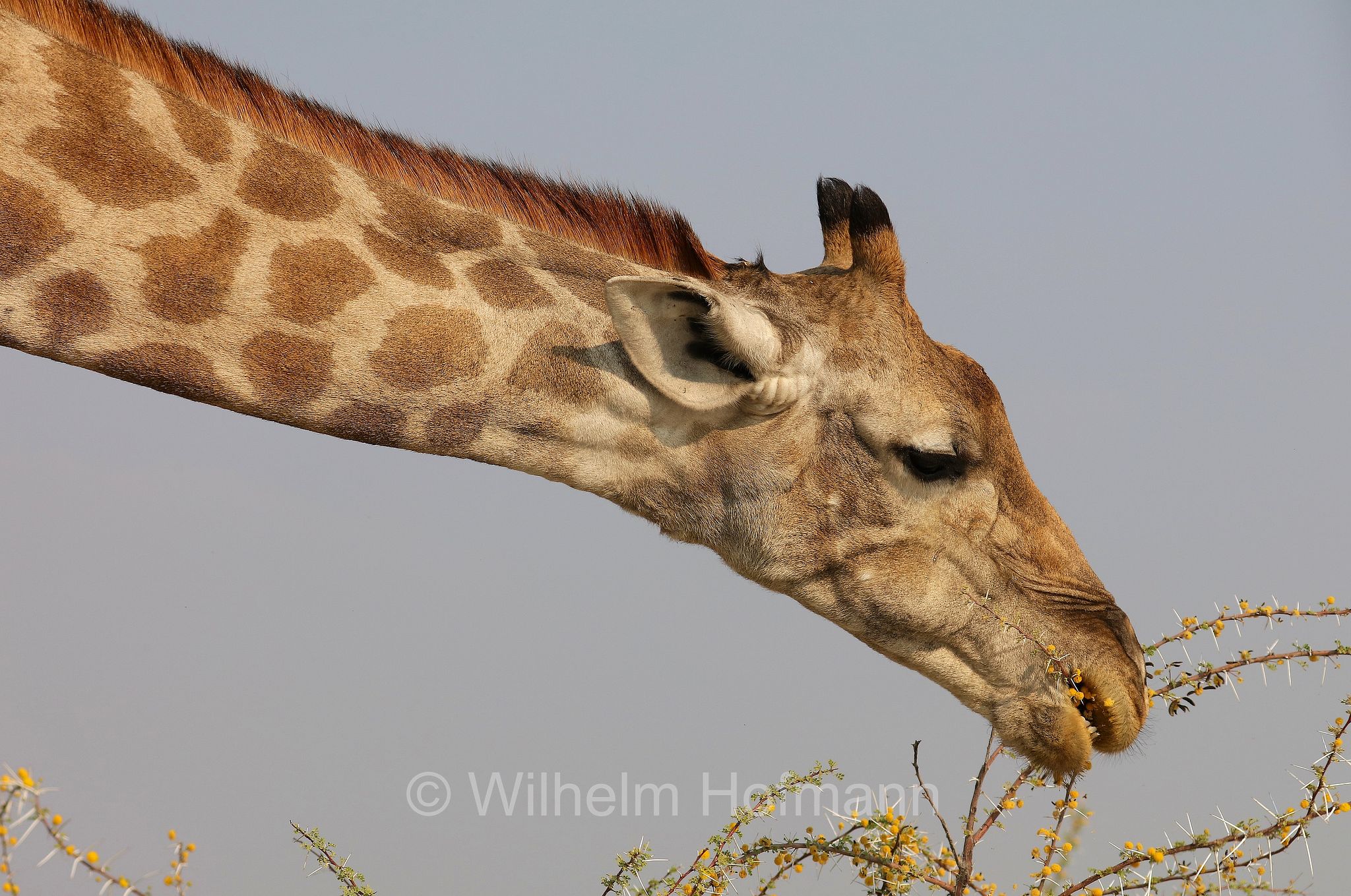 South African giraffe, Cape giraffe, Süd-Giraffe, giraffa meridionale, Giraffa giraffa, Etosha-Nationalpark, Etosha National Park, parco nazionale d'Etosha, Namibia