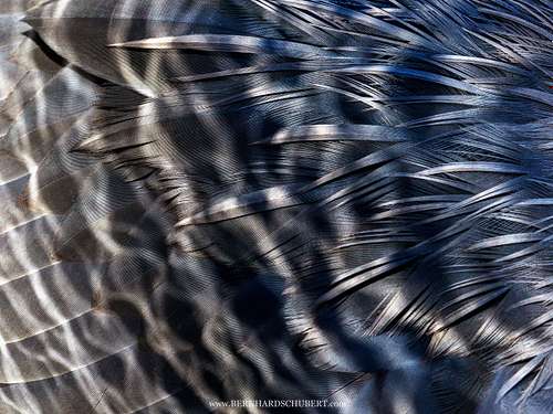 Ardea cinerea - Grey Heron