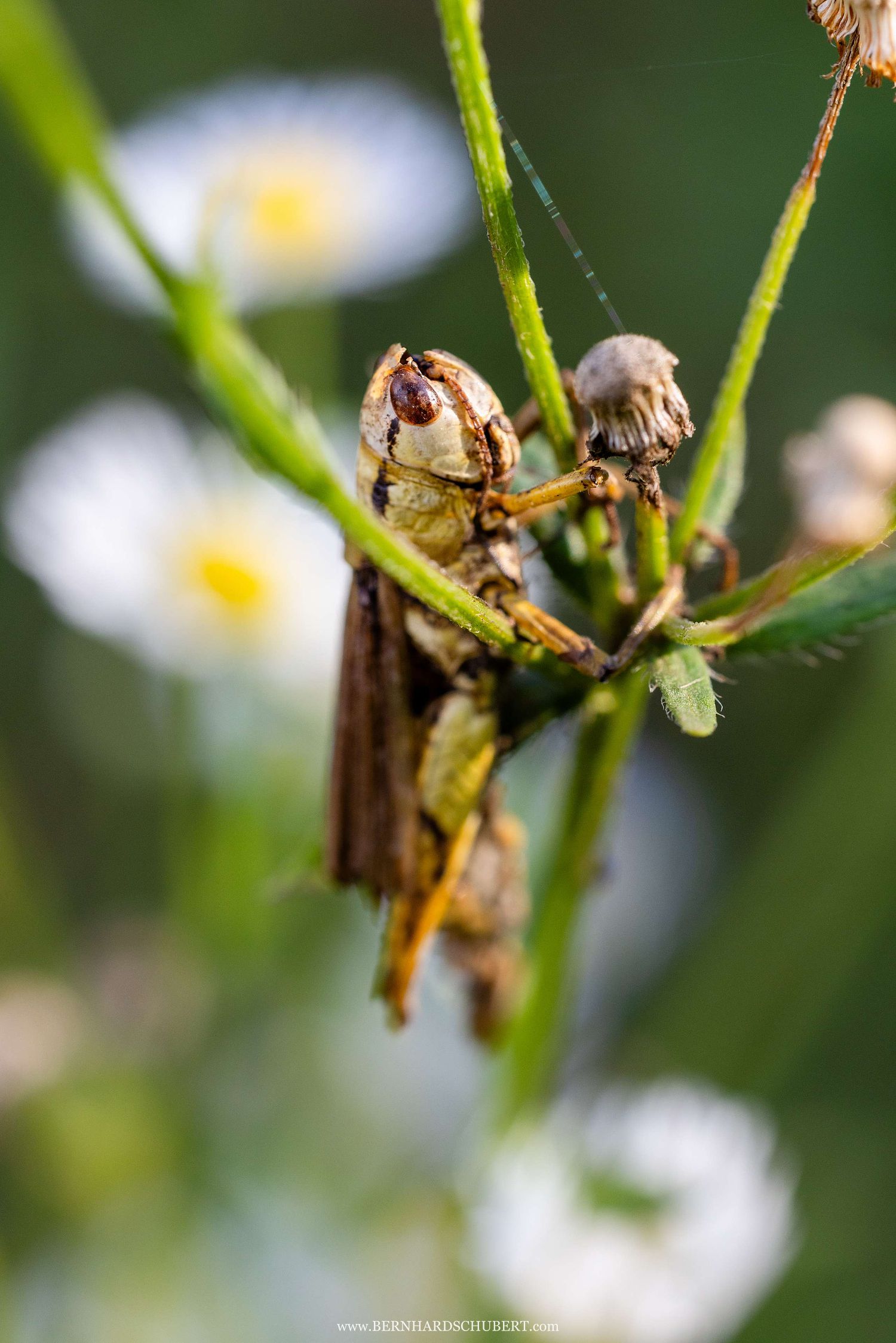 Entomophaga grylli Befall