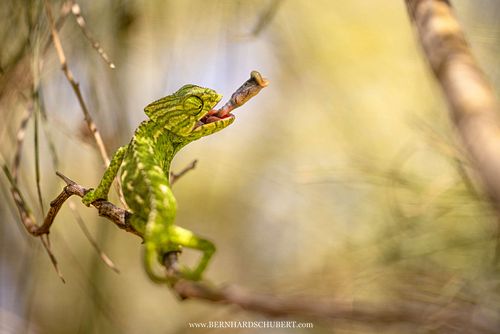Chamaeleo chamaeleon - Mediterranean chameleon