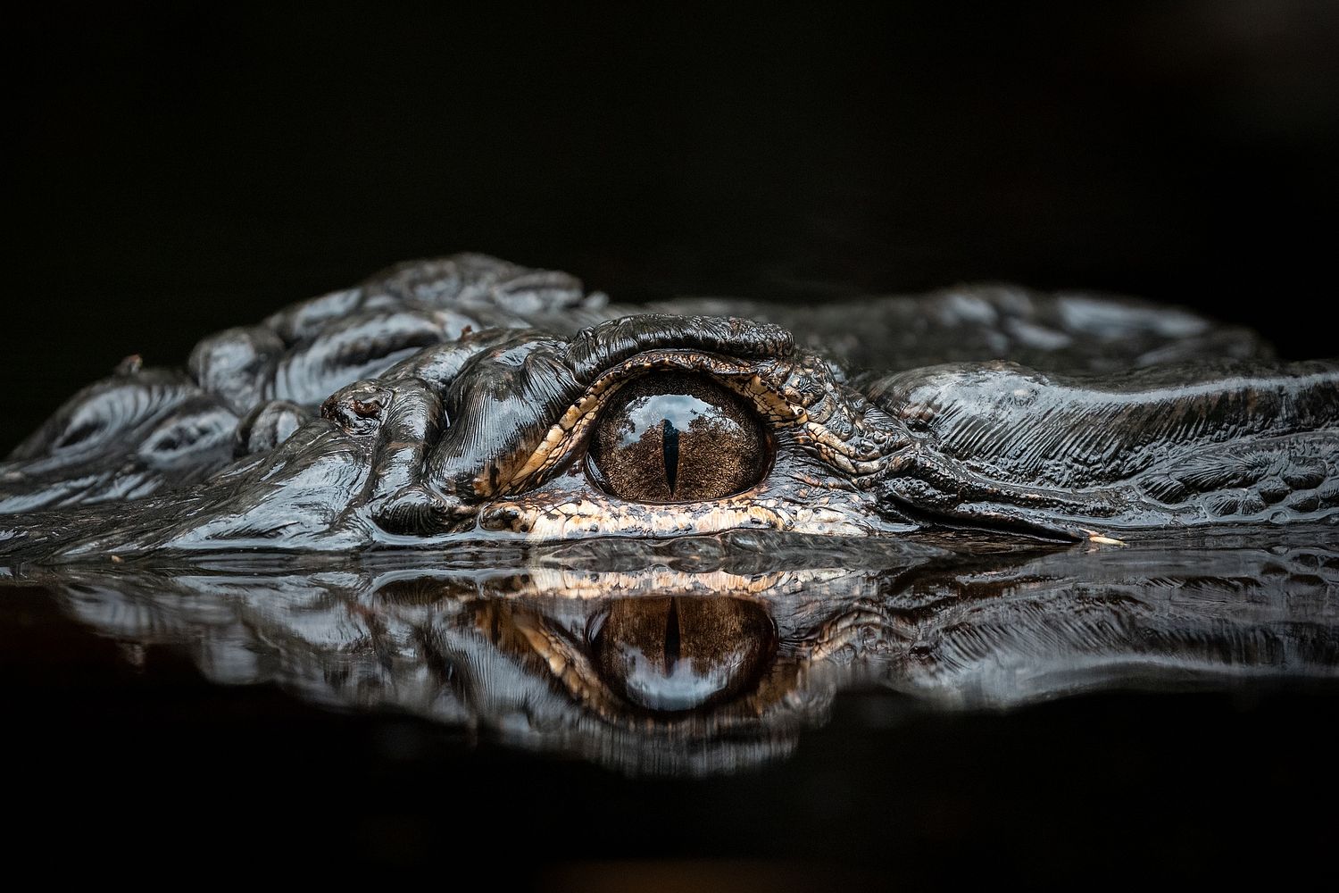 John Mauser Photography