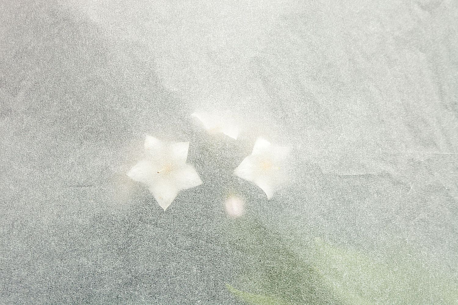 José Javier González