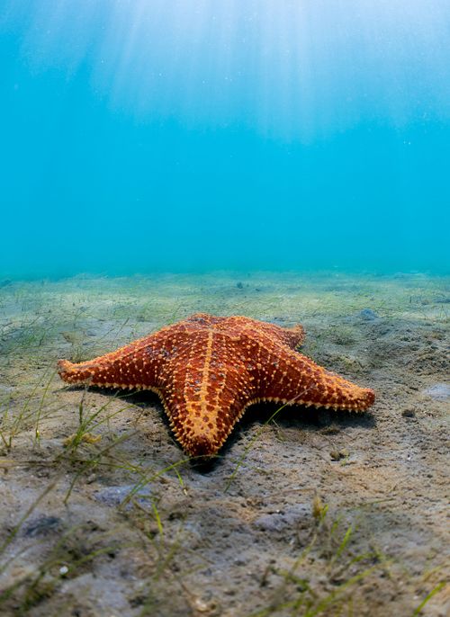 Sea Star