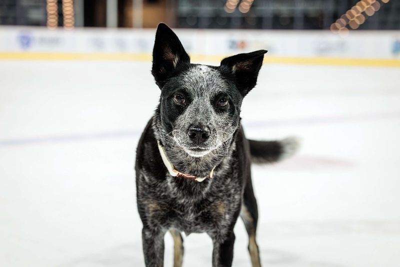 23 Design Pucks and Paws