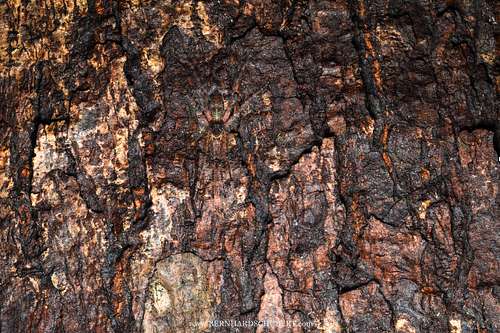 Acantheis sp. - Long-legged wandering spider