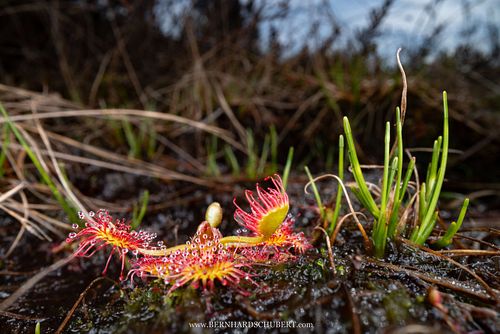 Drosera rotundifolia -  Round-leaved sundew