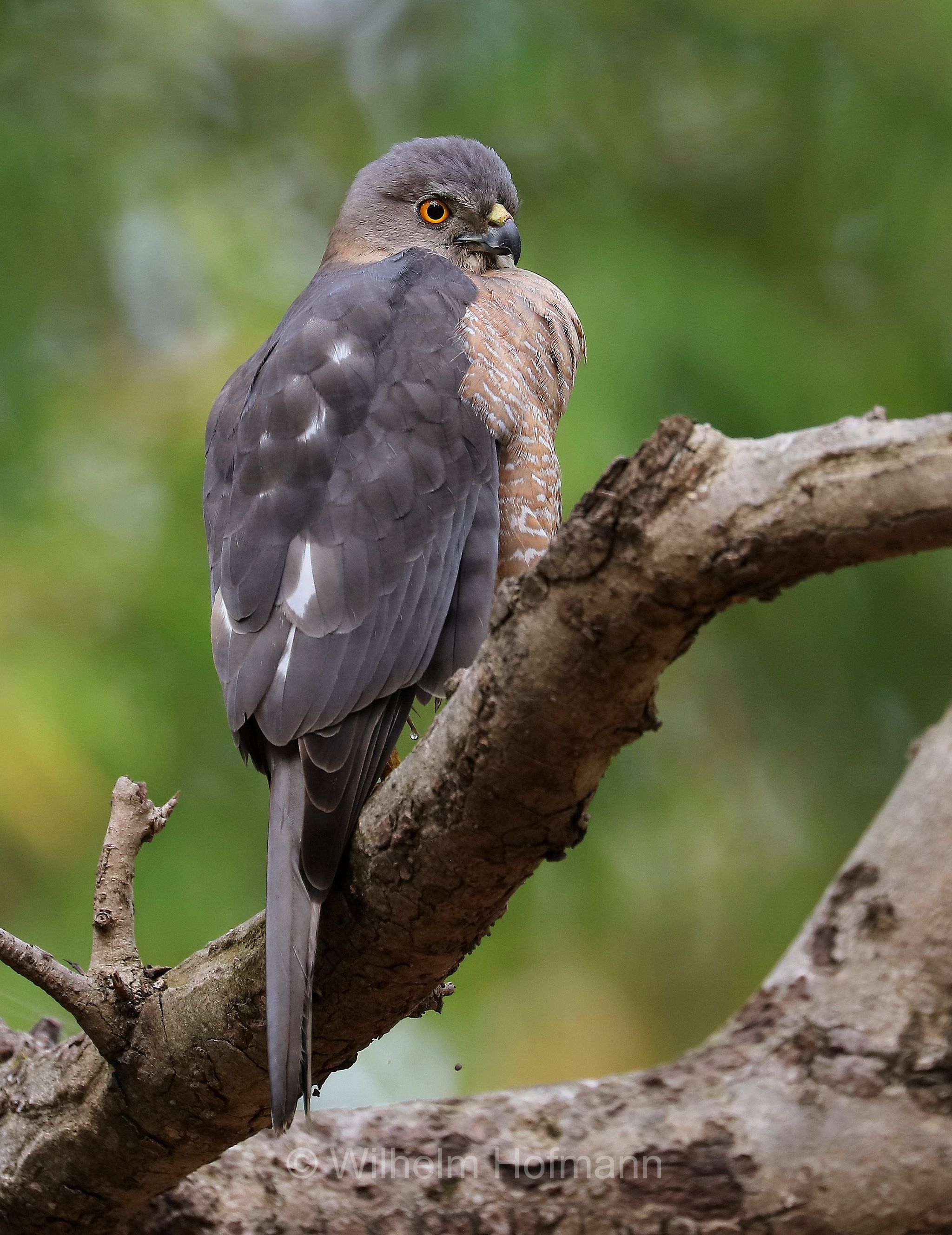 shikra, little banded goshawk, Schikrasperber, Schikra, Tachyspiza badia, Accipiter badius, Bandhavgarh National Park, Bandhavgarh-Nationalpark, parco nazionale di Bandhavgarh, Madhya Pradesh, India, Indien