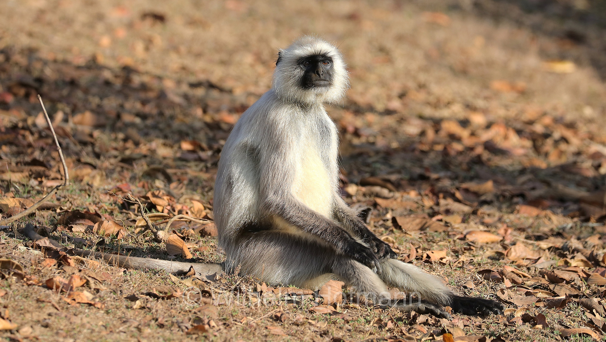 northern plains gray langur, sacred langur, Bengal sacred langur, Hanuman langur, Bengalischer Hanuman-Langur, entello delle pianure settentrionali, entello grigio, Kanha National Park, Kanha-Nationalpark, parco nazionale di Kanha, Madhya Pradesh, India, Indien