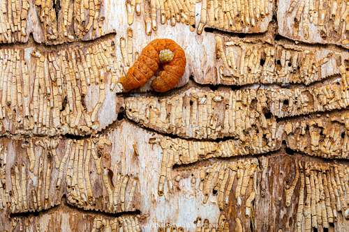 Noctuidae - Owlet Moths parasited