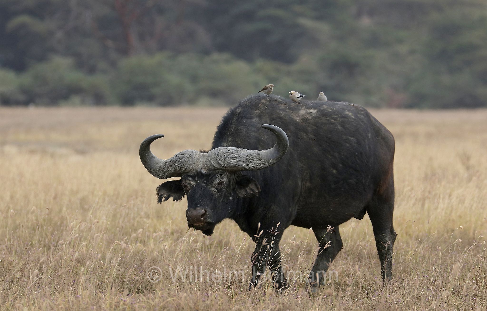 Cape buffalo, bufalo africano, bufalo del Capo, Kaffernbüffel, Afrikanischer Büffel, Steppenbüffel, Schwarzbüffel, Syncerus caffer, Syncerus caffer caffer, Ngorongoro Conservation Area, Tanzania, Ngorongoro Krater, Tansania, area di conservazione di Ngorongoro