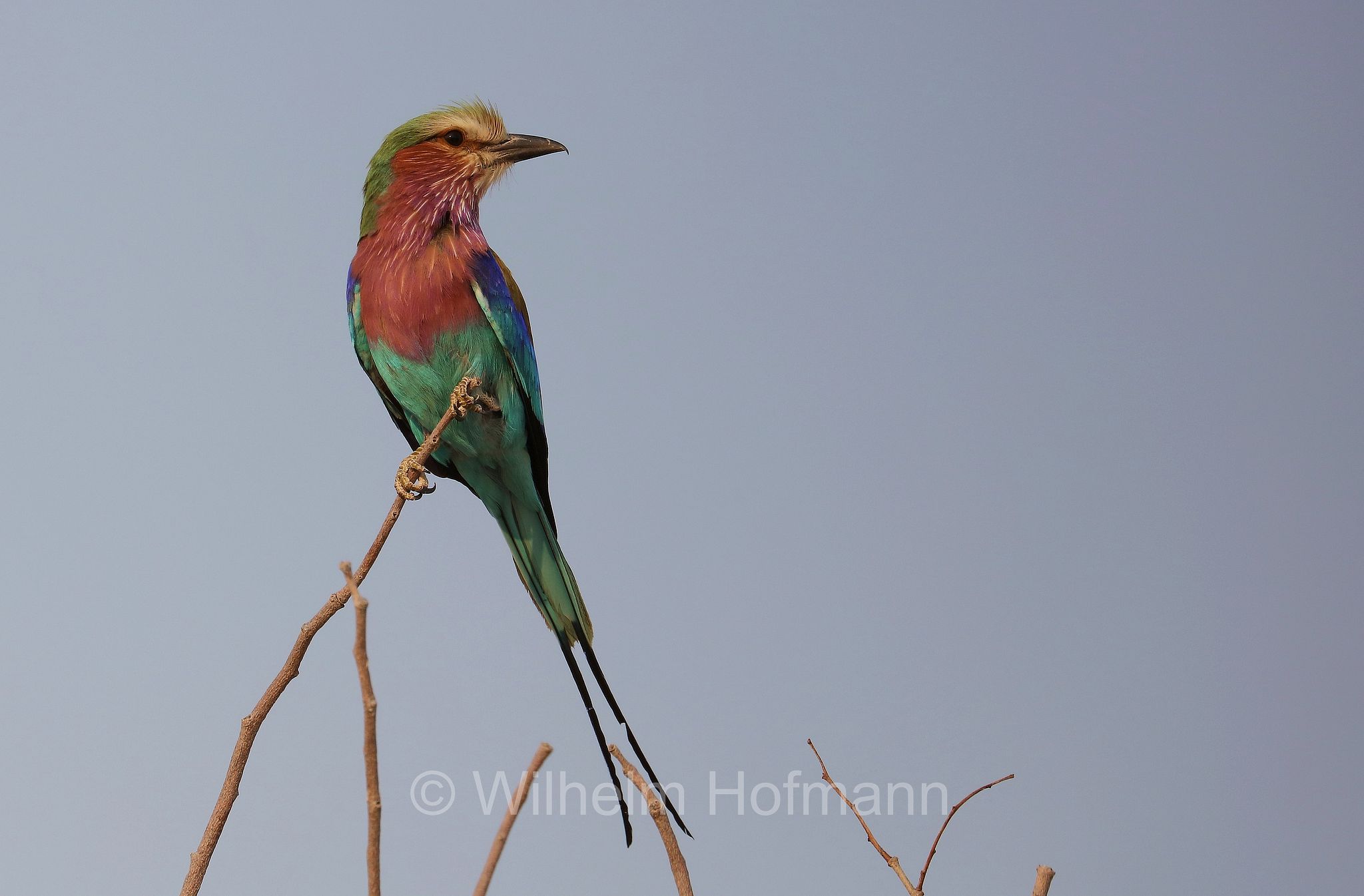 lilac-breasted roller, Gabelracke, ghiandaia marina pettolilla, Coracias caudatus, Etosha-Nationalpark, Etosha National Park, parco nazionale d'Etosha, Namibia