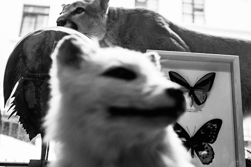 Brussels analog photo classes April 1 2025