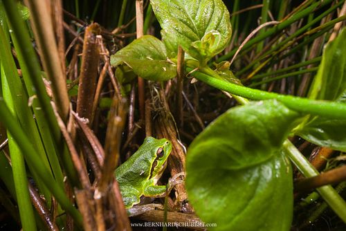 Hyla arborea - Europäischer Laubfrosch