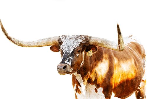 A high-key, fine art portrait of a speckled Texas Longhorn with massive, sweeping horns against a stark white background, emphasizing the rich brown and white patterns of its coat.