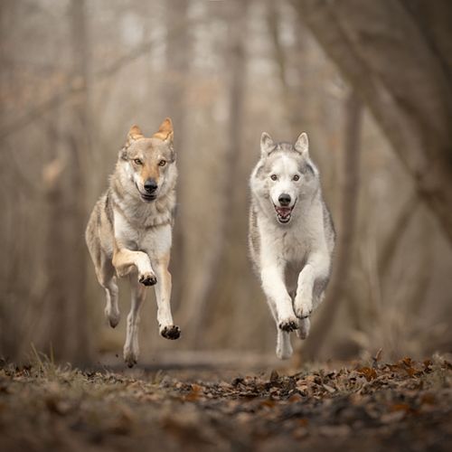 Hondenfotografie Uitgeest