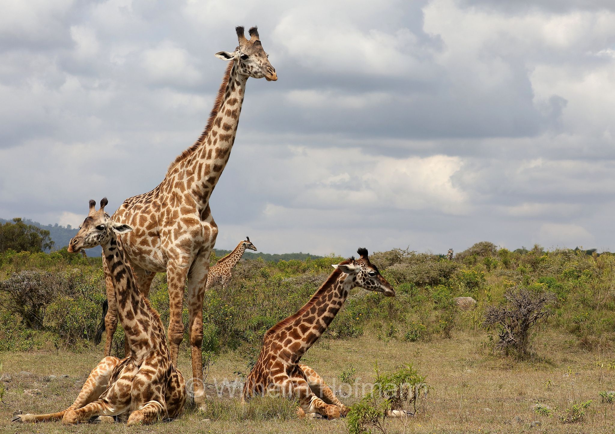 Masai giraffe, Maasai giraffe, Kilimanjaro giraffe, Massai-Giraffe, giraffa masai, giraffa Maasai, giraffa del Kilimangiaro﻿, Tansania, Tanzania, Arusha National Park, Arusha-Nationalpark, parco nazionale di Arusha