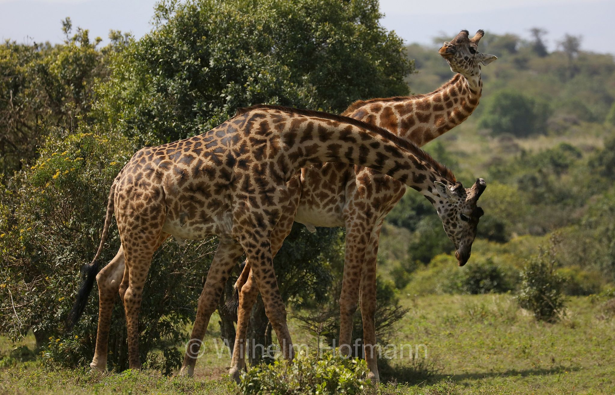 Masai giraffe, Maasai giraffe, Kilimanjaro giraffe, Massai-Giraffe, giraffa masai, giraffa Maasai, giraffa del Kilimangiaro﻿, Tansania, Tanzania, Arusha National Park, Arusha-Nationalpark, parco nazionale di Arusha