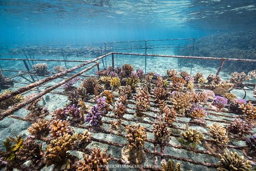 Riffrestaurierung durch Korallenfarmen
