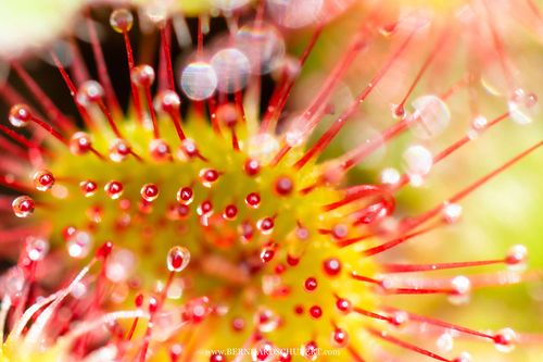 Drosera rotundifolia – Rundblättriger Sonnentau