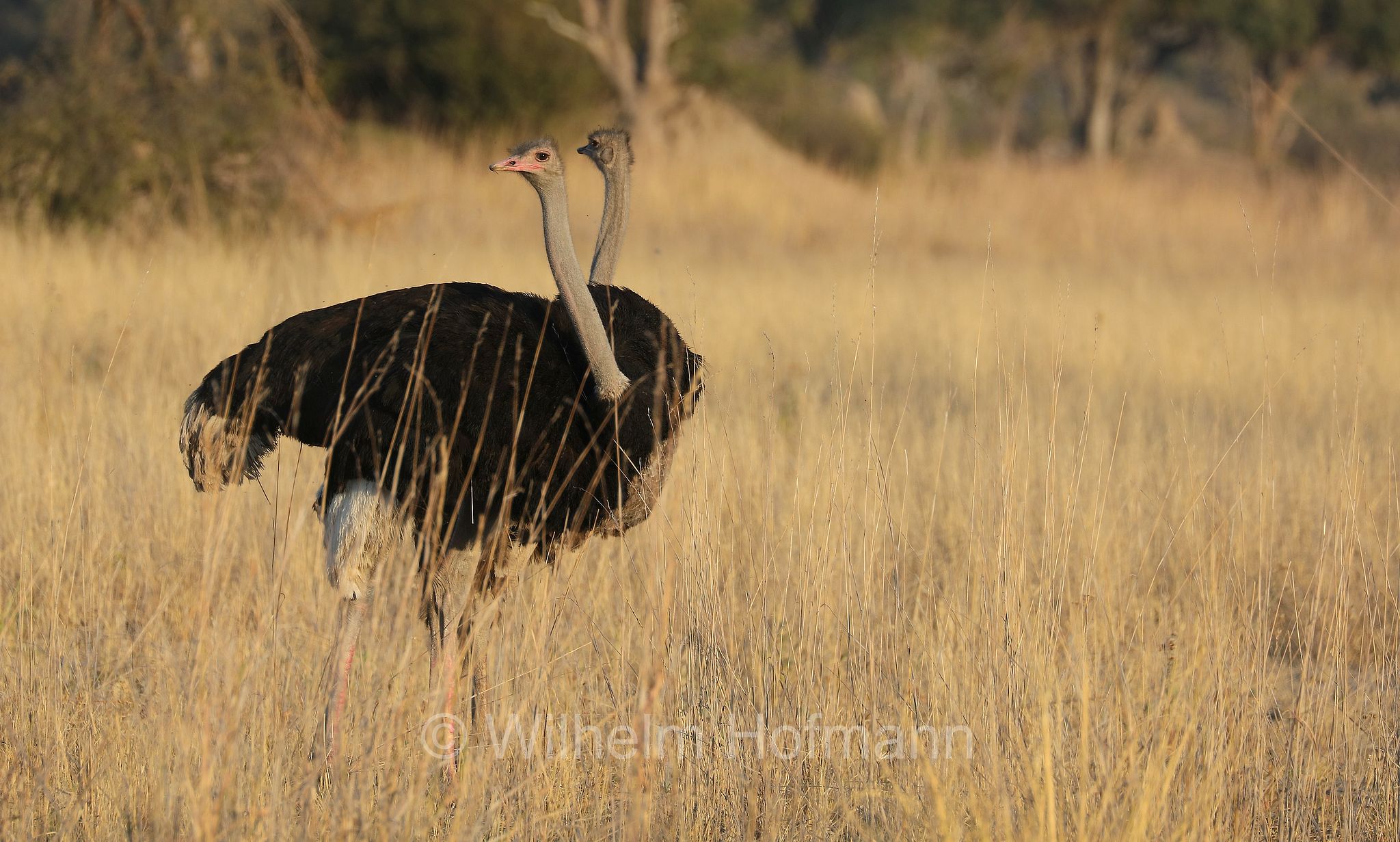 South African ostrich, black-necked ostrich, Cape ostrich, southern ostrich, Südafrikanischer Strauß, struzzo sudafricano, struzzo dal collo nero, struzzo del Capo, struzzo australe, Struthio camelus australis, ﻿Moremi Game Reserve, Moremi-Wildreservat, Okavango Delta, Okavango Grassland, Botswana, Republik Botsuana
