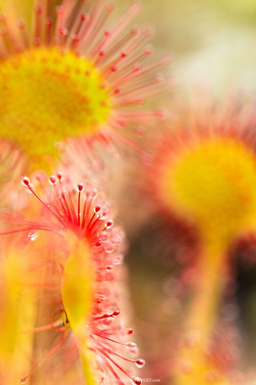Drosera rotundifolia -  Round-leaved sundew