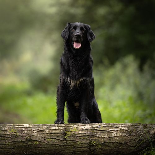 Hoe werkt een fotoshoot?
