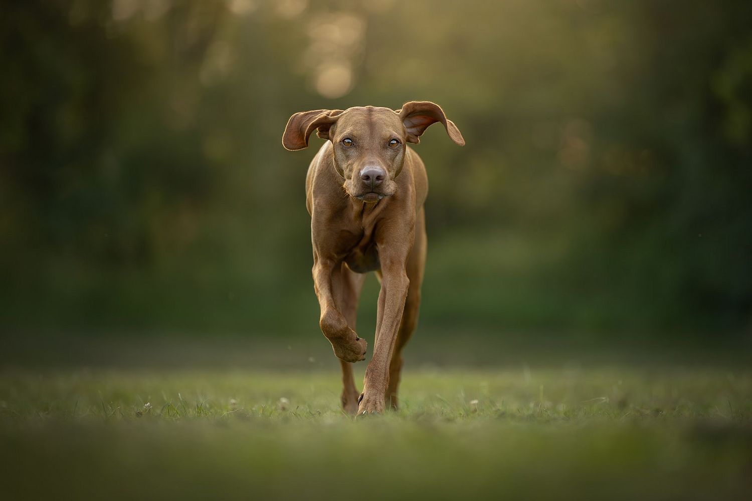 NLS Dierenfotografie