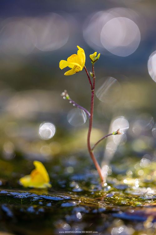 Utricularia australis - Bladderwort