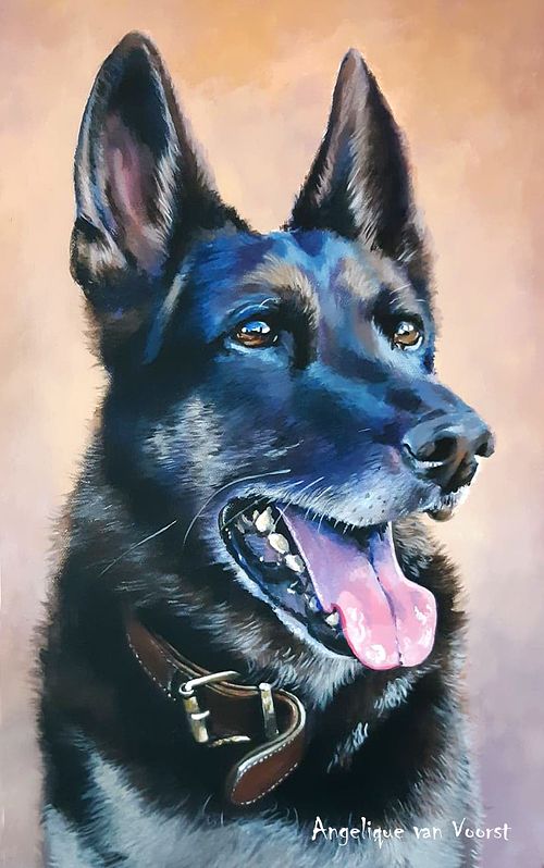German Shepherd dog portrait with soulful and intelligent eyes