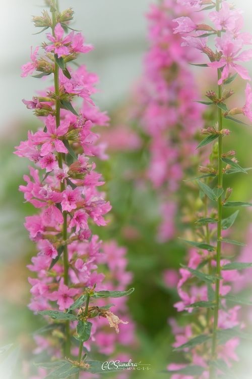 "Purple Loosestrife Beauty I" focuses on a single stem of this invasive wildflower in full-bloom and gives a glimpse of a second stem just beginning to bloom. It reveals the glowing color in this fine art print. "Purple Loosestrife Beauty I" is copyrighted by Gregory C. Sundra and GC Sundra IMAGES, LLC.