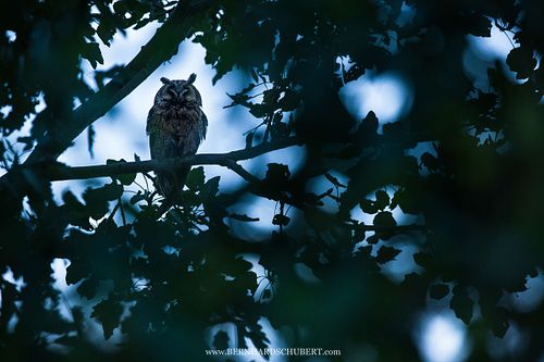 Asio otus - Long-eared Owl