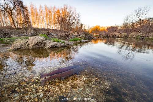 Hucho hucho - Huchen Danube salmon