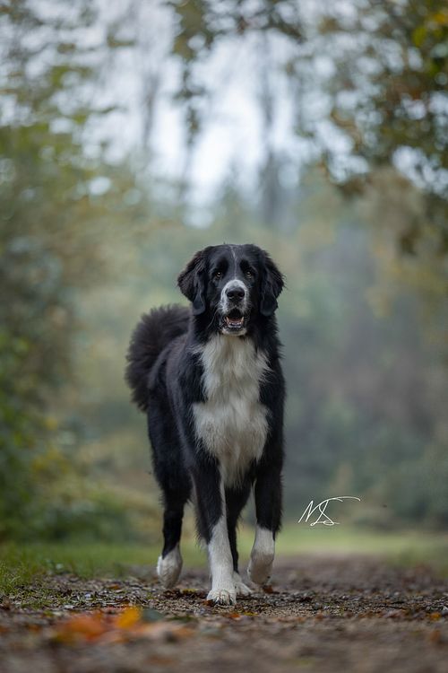 Herfst fotoshoot met grote Bernedoodle zwart wit staat in het midden en kijkt richting camera