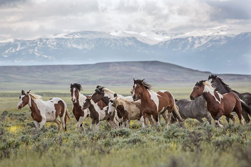 Comment to Help Save The Wild Horses of McCullough Peaks