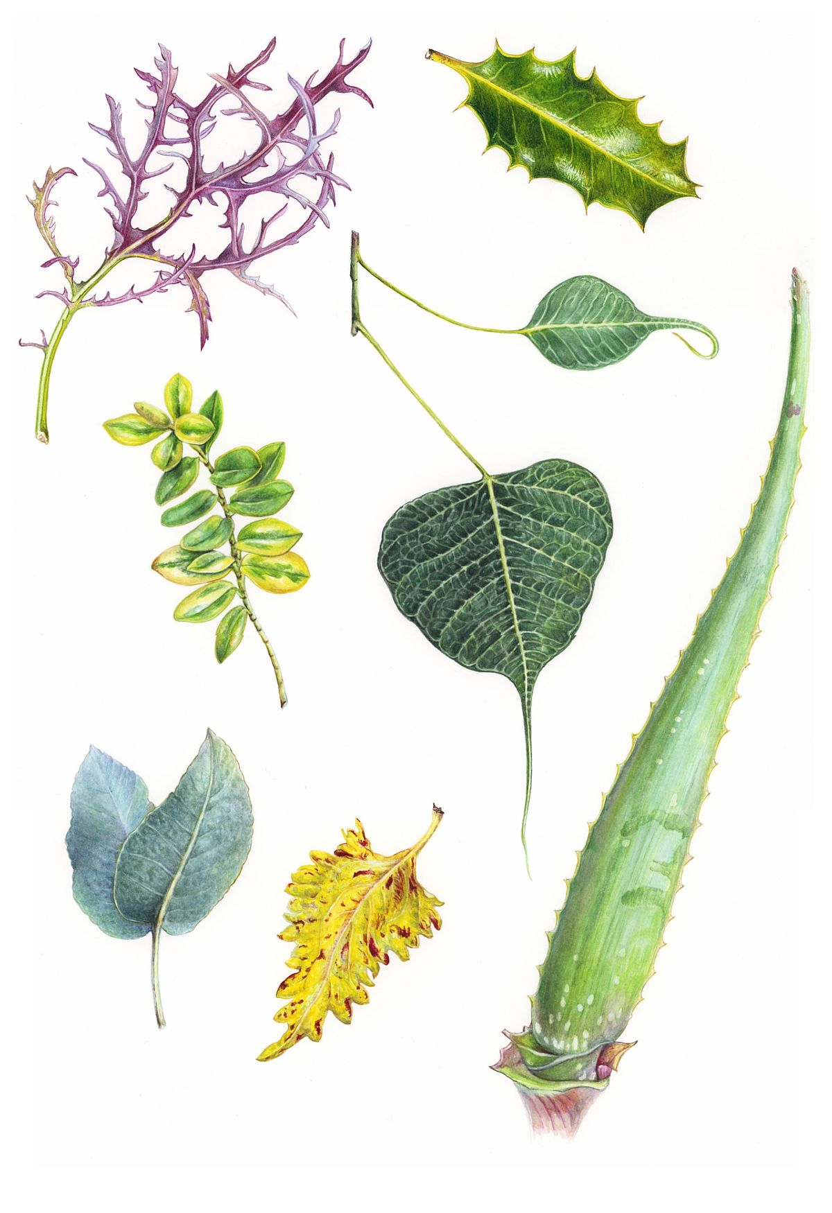 Botanical illustration of Assorted Leaves