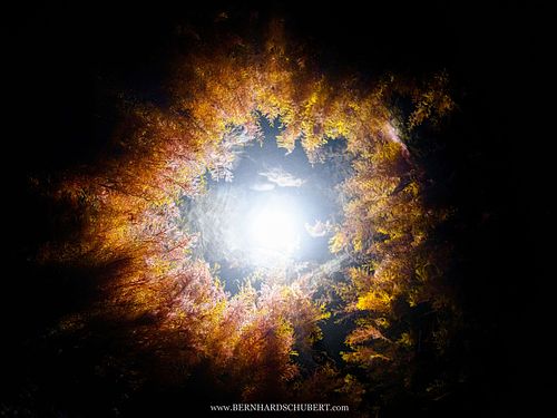 Gezeitentümpel-Auge