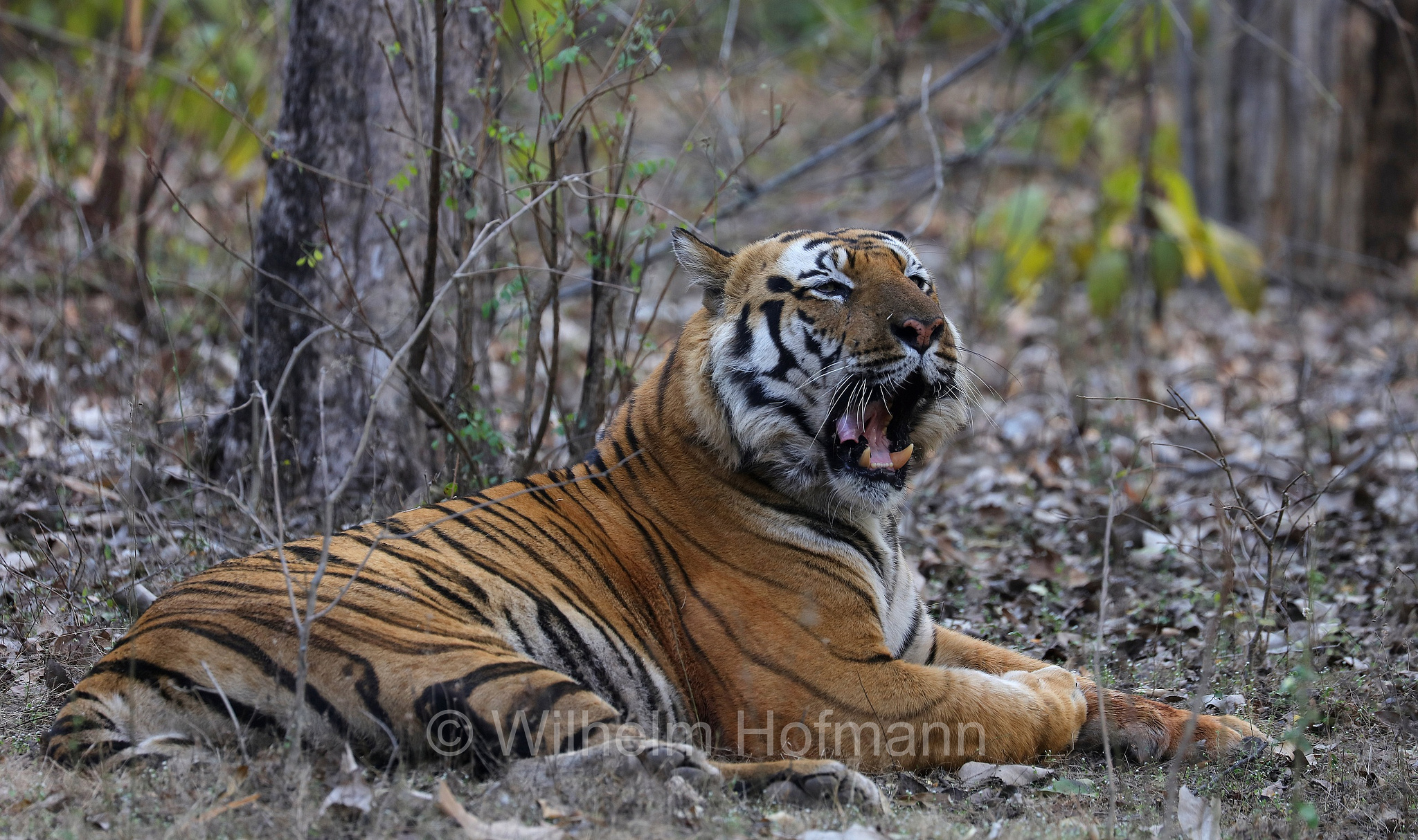 Bengal tiger, Königstiger, Bengal-Tiger, Indischer Tiger, tigre del Bengala, tigre reale del Bengala, Panthera tigris tigris, Bandhavgarh National Park, Bandhavgarh-Nationalpark, parco nazionale di Bandhavgarh, Madhya Pradesh, India, Indien, Zone 3