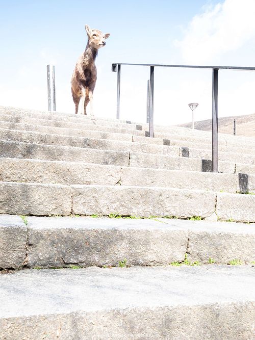 Cervus nippon centralis – Honshū-Sikahirsch