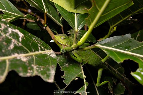 Bronchocela cf. jubata - Maned forest lizard
