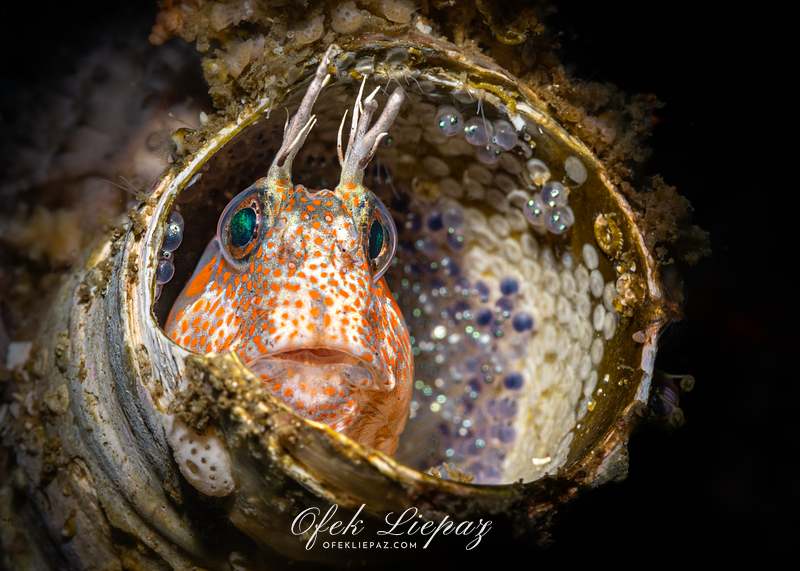 FISH PORTRAITS