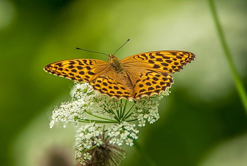 Fotogalerii teema