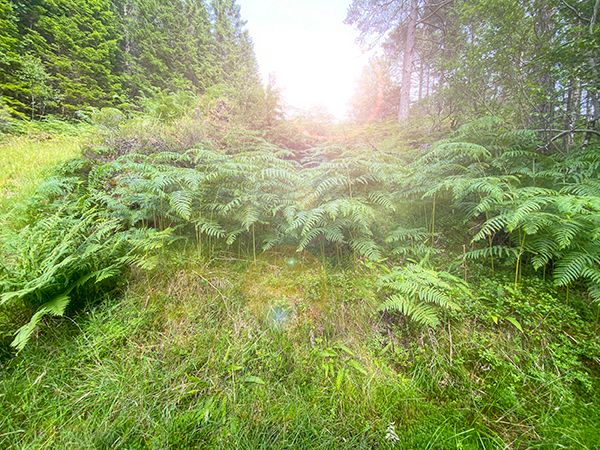 Eg er ute på formiddagen.