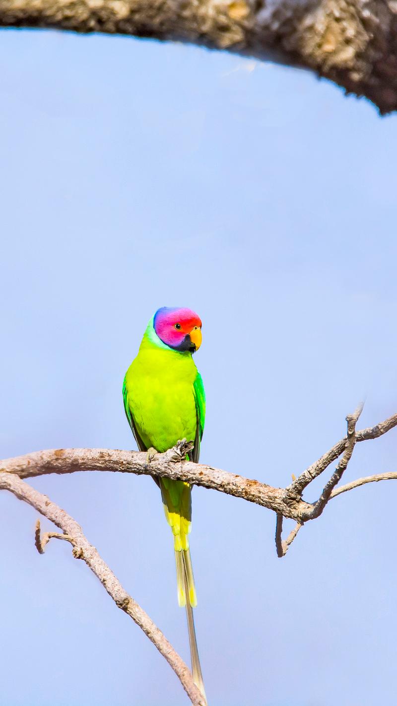 Avoid capturing COMMON IMAGES