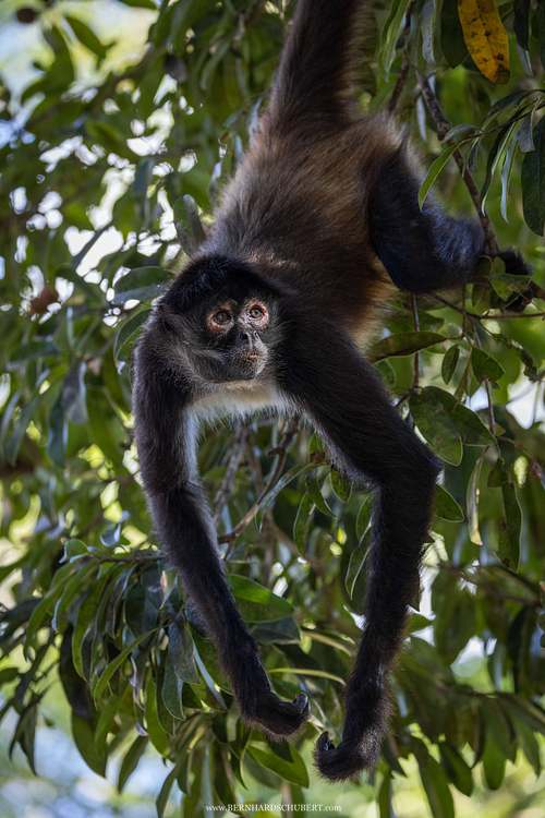 Ateles geoffroyi - Geoffroy's spider monkey